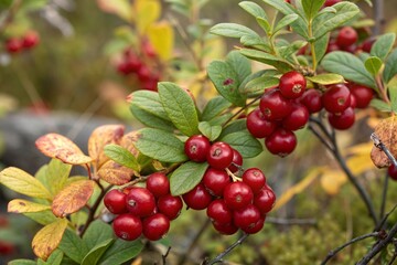 Close up of lingonberry plant with red berries and green leaves in autumn