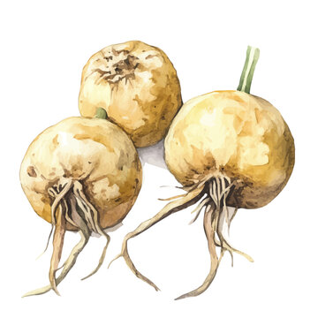 A high-quality watercolor illustration of a maca root, with fine brush details, painting set in watercolor style, plant set, EPS format, hand-drawn and isolated on a white background
