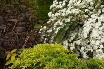 Ornamental Garden plant composition. Physocarpus opulifolius, ninebark, Spiraea and Cypress Juniper. Frontyard Walkway. Landscape design modern trend. Natural stones, gravel path. Landscaping backyard