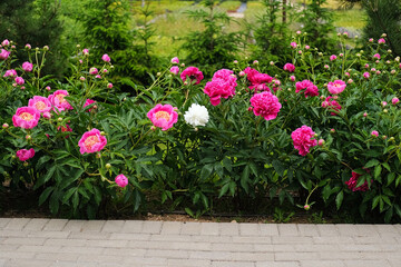 Pink peony growing, blurred leaves background. Gently fresh flower bush. Gardening, landscaping. Plant Nurse Ad. Backdrop for product promote. Flower shop. Green home garden. Landscape design. Path