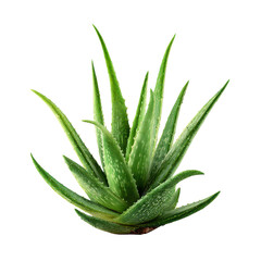 Aloe vera plant with fresh droplets, ideal for health and beauty applications in home settings