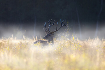 Red deer standing in foggy meadow during sunrise