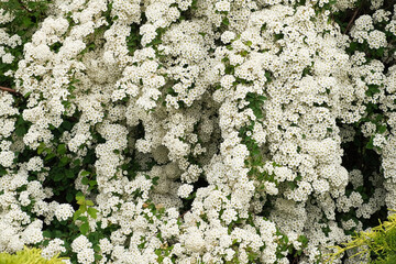 White Spiraea Blossom Wall. Blooming Spirea Vanhouttei. White Color Flowers Bush. Landscaped Ornamental plant. Beautiful English style cottage garden composition. Landscaping backyard Real Video 4K