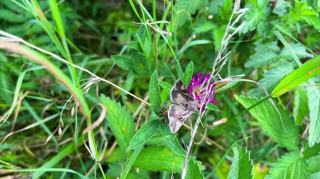 Silver Y or Autographa gamma butterfly on flowers and leaves of wild plants.