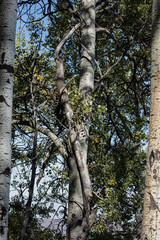 tree in the woods
