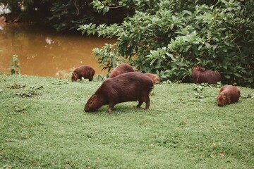 Group of capybaras grazing on green grass near riverbank with trees in the background.