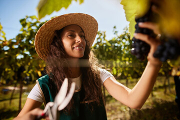 A worker collects dark grapes from the vine in a family-run vineyard. The sun shines warmly,...