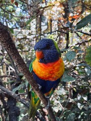 australian rainbow lorikeet