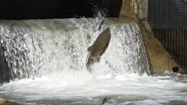 A salmon leaps powerfully upstream in the rushing water of the fish ladder during its annual migration in Bowmanville, Canada