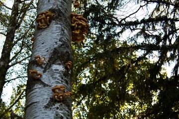  Honey mushrooms growing on the birch trunk in the forest. The fungi form clusters on the tree bark, symbolizing autumn, nature, and woodland abundance.