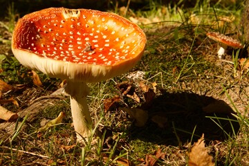 Large red fly agaric with white spots growing in forest grass. The bright mushroom cap is lit by the sun, contrasting with the shadow and autumn leaves on the ground.