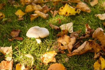 White forest mushroom grows among green moss and autumn yellow leaves. Sunlight gently highlights the mushroom cap, creating an atmosphere of woodland nature.