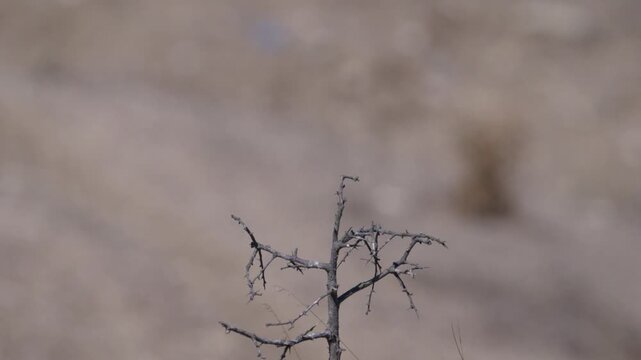 the small bird of whinchat perched on a branch and then flies away