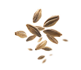 Barley malt grains levitate on a white background