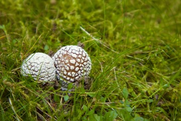 Two small forest mushrooms with a white scaly pattern on a brown cap grow among green grass and moss, creating a wild nature atmosphere.