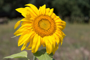 Close-up of a sunflower flower