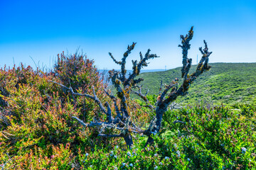 Dry tree covered with lichen among wild coastal vegetation on the hills near Pacifica, California, along Gray Whale Cove Trail on Highway 1, symbolizing biodiversity and natural landscape
