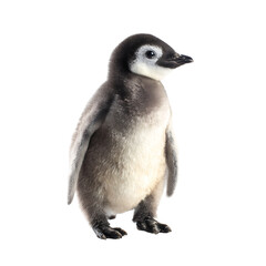 A young penguin chick standing upright The penguin ' s feathers are gray and white and it has a small black beak The background is black