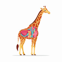 Naklejka premium Educational chart of giraffe anatomy showing the internal organ structure. Stylized zoological vector illustration isolated on white background