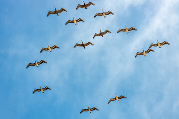 Flock of brown pelicans flying in formation against a clear blue sky over the California coast. Majestic seabirds gliding gracefully with wings spread wide in perfect synchronization