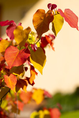 Eternal flame (Cercis canadensis), colorful leaf, yellow, green, orange, red. A tree as an ornament, decoration, summer garden. Heart-shaped leaves. Background for design or wallpaper