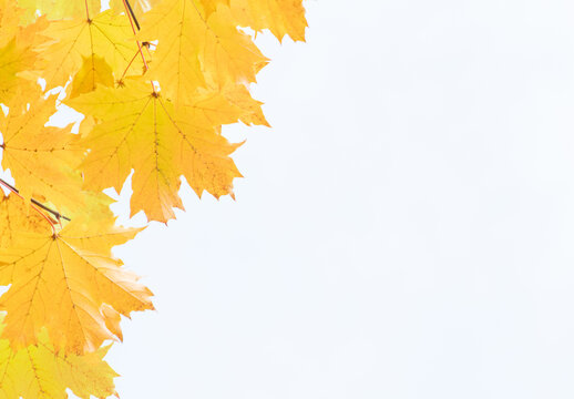 Border of Beautiful yellow autumn maple leaves. isolated on white background