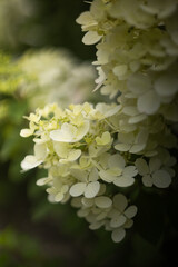 Beautiful Hydrangea paniculata, bouquet hydrangea flowers in the summer home garden, floral wallpaper, background for design