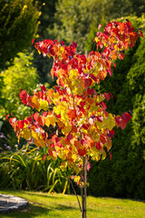 Eternal flame (Cercis canadensis), colorful leaf, yellow, green, orange, red. A tree as an ornament, decoration, summer garden. Heart-shaped leaves. Background for design or wallpaper