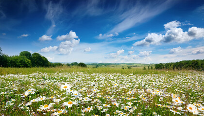 Blooming Summer Meadow Filled With Wild Chamomile Under A Blue Sky With Fluffy Clouds Peaceful Rural Landscape Symbolizing Nature Freedom And Purity