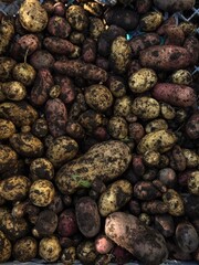 Autumn Harvest of Organic Potatoes