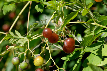Ripe berries hanging from green vines in a sunny garden