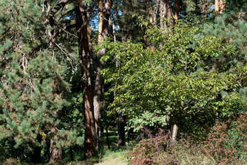Vibrant green trees bask in sunlight in a serene forest scene
