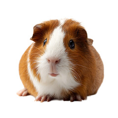 Adorable guinea pig with white and brown fur Friendly pet with a curious expression on a transparent background Furry friend small rodent