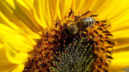 Busy bee collecting nectar from vibrant sunflower blooms