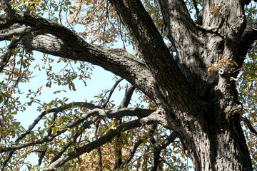 Majestic oak tree reaching towards the bright blue sky