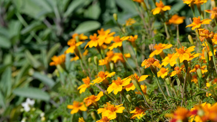 Fototapeta premium Vibrant orange marigolds bloom under bright sunlight in a lush garden