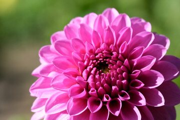 Beautiful pink dahlia blooming in a sunny garden setting