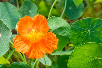 Closeup of Bright Orange Nasturtium Flower
