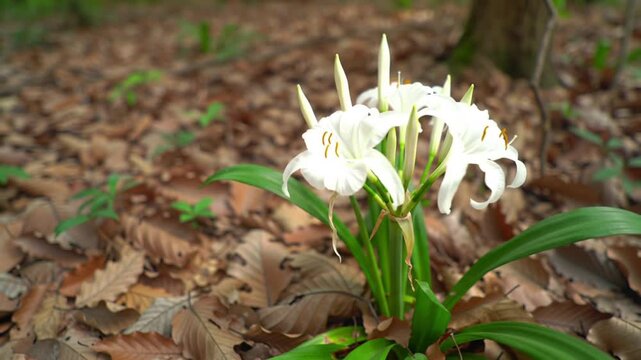 white crinum lily flowers growing wild on forest floor