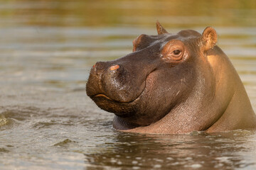 hippopotamus in water