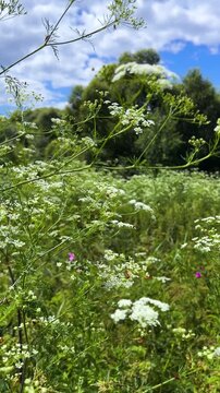 A field of wild plants and flowers, particularly hemlock or Conium maculatum. Vertical video.