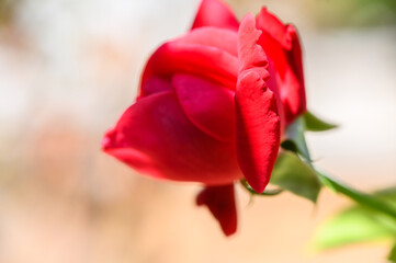 Red Rose Bud on Blurred Background