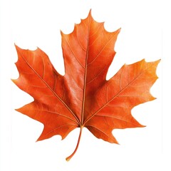 Fototapeta premium Maple leaf photography illustration decoration.