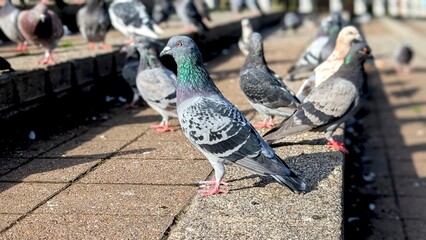 Fototapete bei efototapeten.de bestellen   