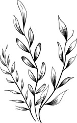 Delicate black ink botanical illustration of leaves branches