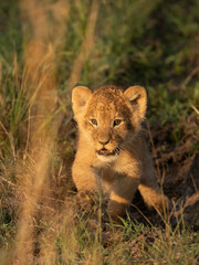 lion cub in the grass