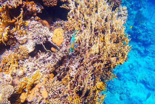 Coral reef underwater. Parrotfish scarus swimming near acropora, millepora and porites colonies,