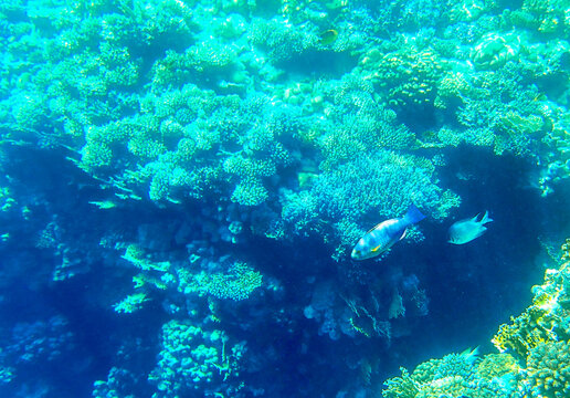 Coral reef underwater. Parrotfish scarus and surgeonfish swimming near sarcophyton and sinularia