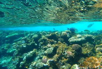 Fototapeta premium Coral reef underwater. Scarus parrotfish swimming above acropora and pocillopora colonies with
