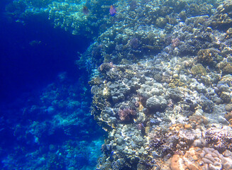 Coral reef underwater. Sergeant fish abudefduf swimming near porites, acropora and sarcophyton